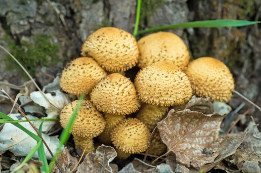 Shaggycap mushrooms (Pholiota squarrosa) near old log