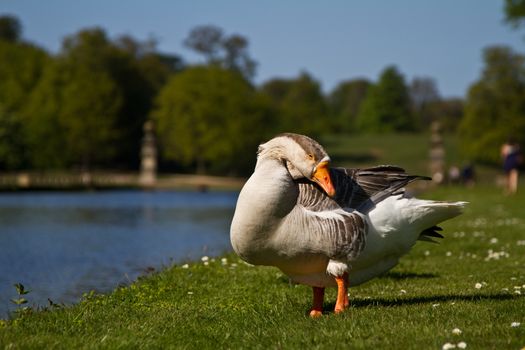 A Goose at a River