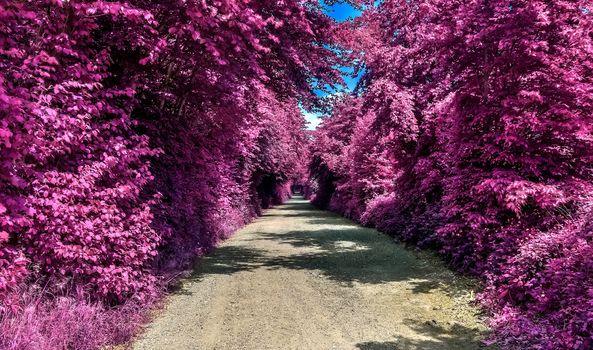 Beautiful purple infrared landscape with a magical look in high resolution