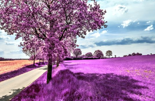 Beautiful purple infrared landscape with a magical look in high resolution