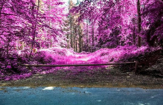 Beautiful purple infrared landscape with a magical look in high resolution