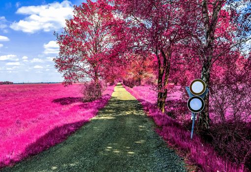 Beautiful purple infrared landscape with a magical look in high resolution