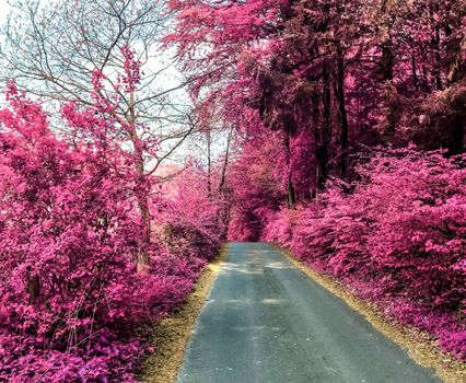 Beautiful purple infrared landscape with a magical look in high resolution