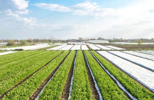 Rows plantation of potato bushes after agrofibre removal. Agroindustry and agribusiness. Cultivation care, harvesting in late spring. Growing a crop on the farm. Agriculture, growing food vegetables.