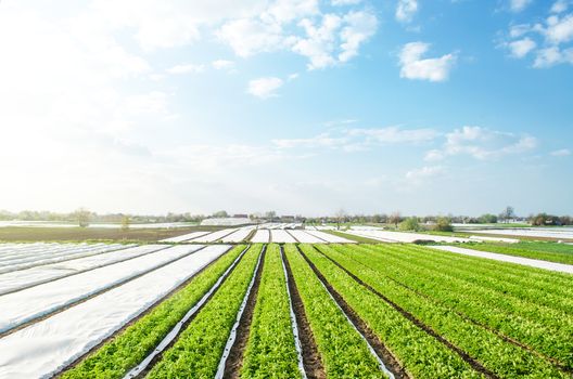 Farm potato plantation fields on a sunny day. Agriculture agribusiness. Growing vegetables food. Agricultural sector of the economy. Use spunbond agrofibre technology to protect crop from cold weather