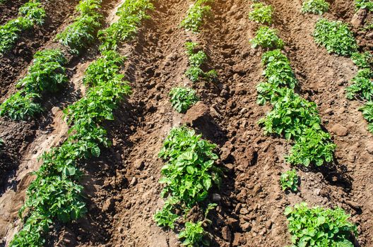 Riviera variety potato bushes plantation on a farm agro cultural field. Cultivation and care, harvesting in late spring. Agroindustry and agribusiness. Agriculture, growing food vegetables.