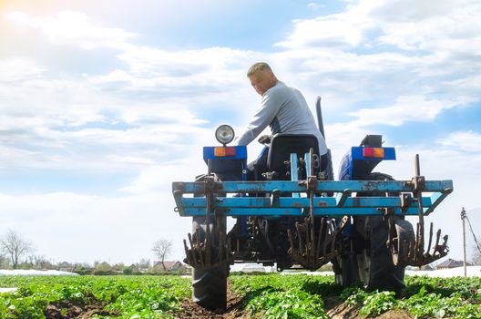 A farmer rides a tractor across the field and looks back. Agricultural farm field cultivation. Young potato bushes plantation. Loosening soil to improve air access to the roots of plants.