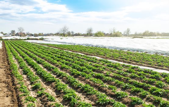 Landscape of plantation field of young potato bushes after watering. Plantation on fertile Ukrainian black soil. Fresh green greens. Agroindustry, cultivation. Farm for growing vegetables.