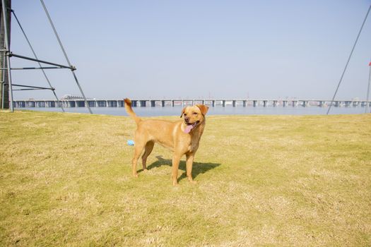 golden retriever running