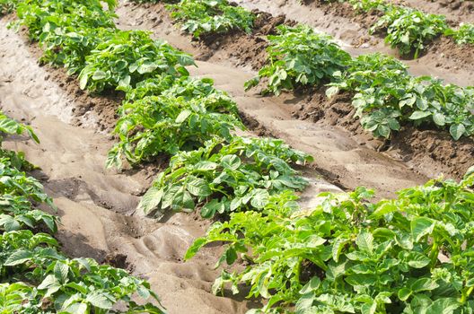 Plantation of young potato bushes on a farm field. Agriculture and crop vegetables production. Organic farming products. Watering, fertilizers and pest protection. Agroindustry and agribusiness.