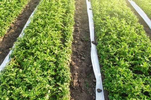 Plantation of potato bushes and rolled white agrofibre spanbond coating to protect crop from bad weather and frost. Use of new technologies and methods for an earlier harvest. Agricultural industry
