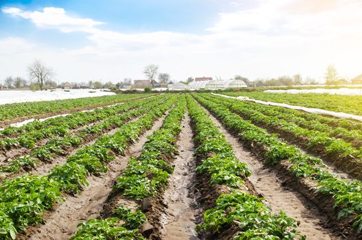 Landscape of plantation field of young potato bushes after watering. Fresh green greens. Agroindustry, cultivation. Farm for growing vegetables. Plantation on fertile Ukrainian black soil.