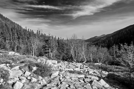 Stones on a tourist trail in the autumn in the Giant Mountains in Poland, black and white