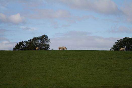 The Yorkshire Dales Countryside with Sheep