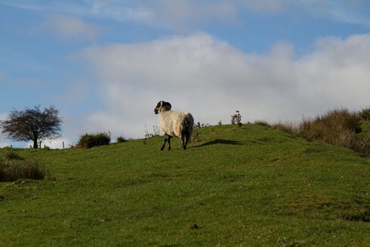 The Yorkshire Dales Countryside with Sheep