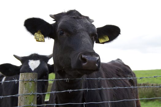 A cows head close up