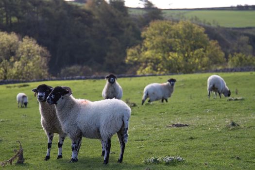 The Yorkshire Dales Countryside with Sheep