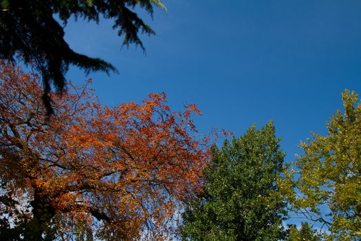 Colorful trees against a bright blue sky