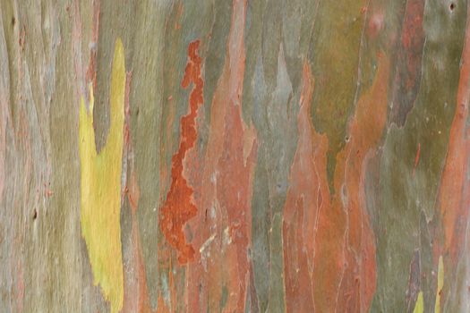 Rainbow Eucalyptus Tree