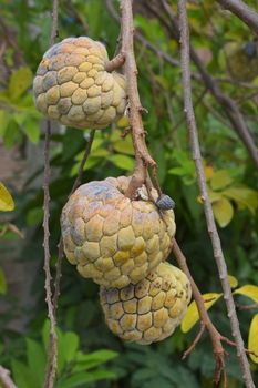 Custard Apple or  Sugar Apple  growing on a tree