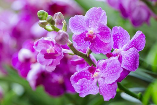 Orchid flower in orchid garden at winter or spring day for beauty and agriculture design. Vanda Orchidaceae.