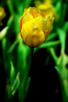 Beautiful close up macro photo of yellow tulip