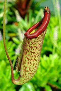nepenthes plant-eating insects in tropical forests.


