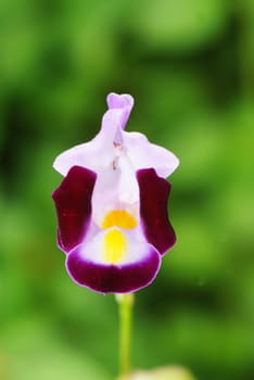 Wishbone flower (Torenia fournieri) in garden for background

