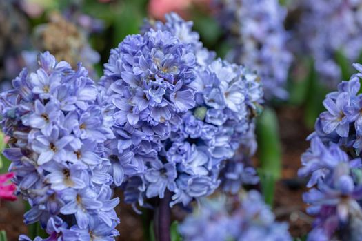 Hyacinth flower in garden at sunny summer or spring day for decoration.