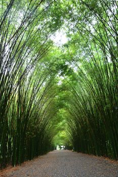 Tunnel bamboo trees and walkway, Nakhon Nayok Province in Thailand