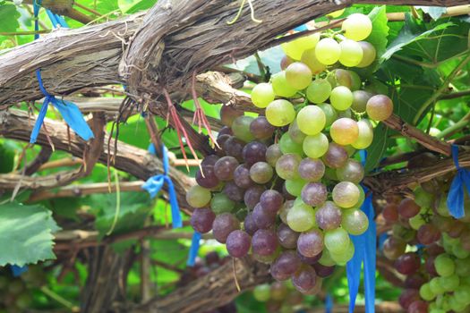 the grape varieties black opal in the vineyard