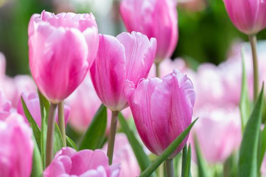 Tulip flower and green leaf background in tulip field at winter or spring day for decoration and agriculture design.
