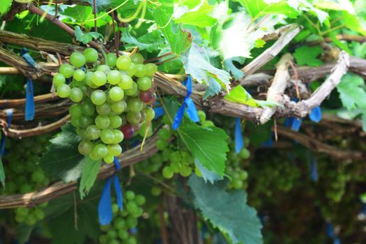 the grape varieties black opal in the vineyard