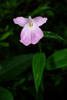 Caulokaempferia alba  from rainforest in Thailand