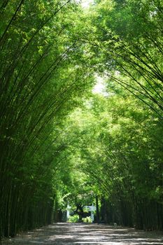 Tunnel bamboo trees and walkway, Nakhon Nayok Province in Thailand