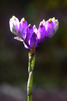 Burmannia disticha wild flower in rain forest,Thailand.