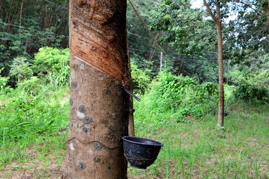 Row of para rubber tree in plantation, Rubber tapping