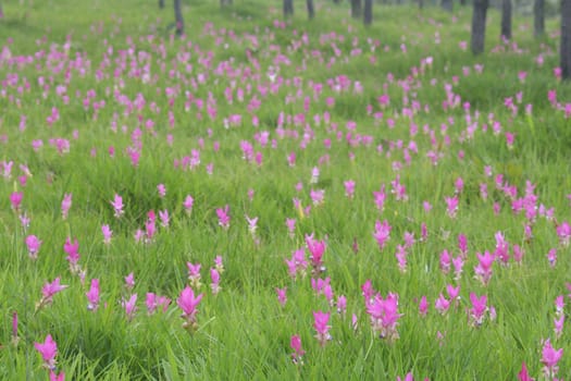 Beautiful  Siam Tulip Fields at  Pa Hin Ngam National Park,Chaiyaphum province to see fields of these pink flowers of the rainy season.
