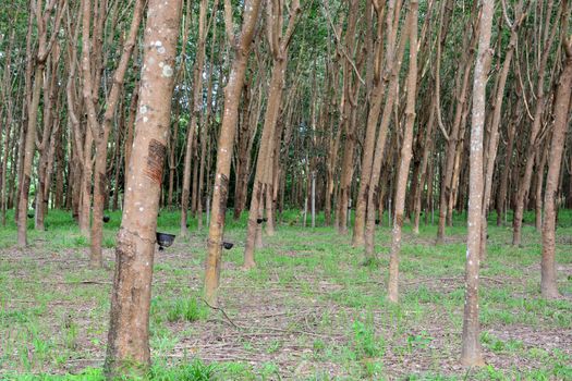 Row of para rubber tree in plantation, Rubber tapping