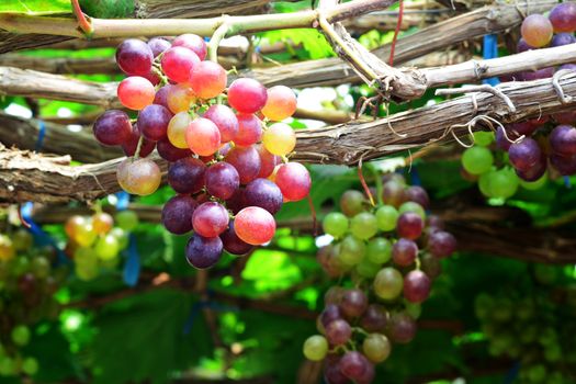 the grape varieties black opal in the vineyard