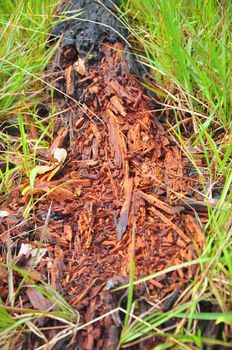 The remains of dead trees began to disintegrate On the green grass, Phu Soi Dao National Park, Thailand.