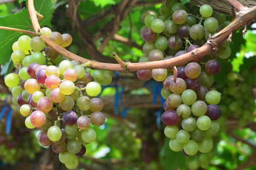 the grape varieties black opal in the vineyard