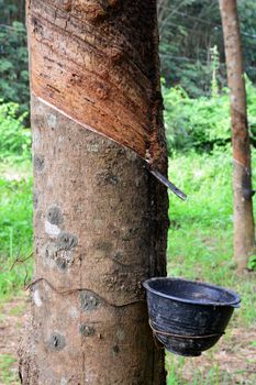 Row of para rubber tree in plantation, Rubber tapping