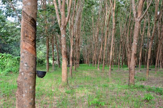 Row of para rubber tree in plantation, Rubber tapping