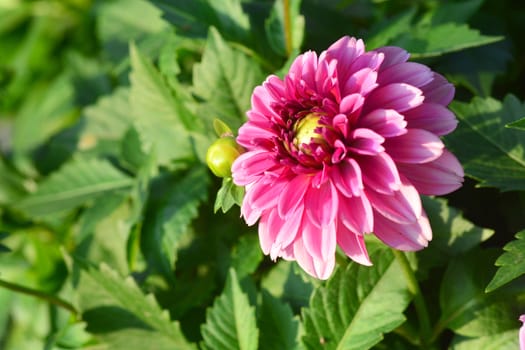 Closeup of Beautiful dahlia flower in full bloom in the garden.