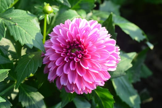 Closeup of Beautiful dahlia flower in full bloom in the garden.