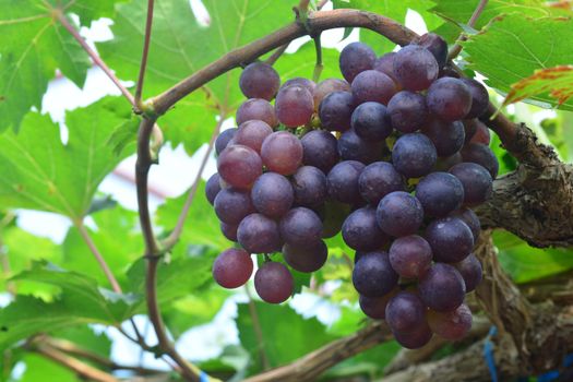 the grape varieties black opal in the vineyard