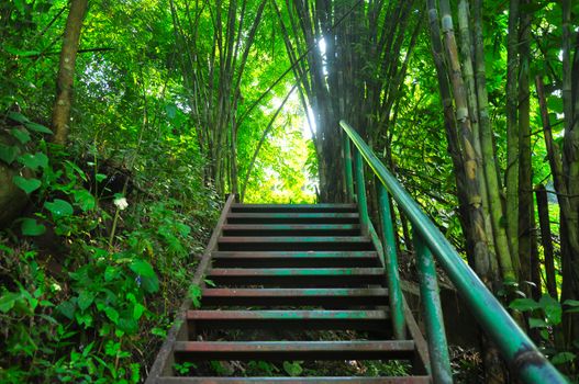 Green iron ladder in the forest For tourists walking up the hill, Phu Soi Dao National Park, Thailand.