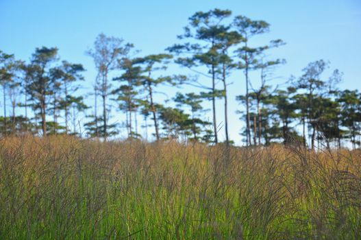 The grass is blooming and there is a blurred pine background, Phu Soi Dao National Park, Thailand.