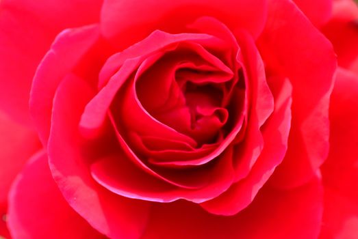 A close up macro shot of a red rose ** note select focus with shallow depth of field:ideal 
